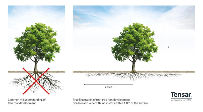 tree-root-graphic-1-(1).jpg tree-root-graphic-1-(1).jpg