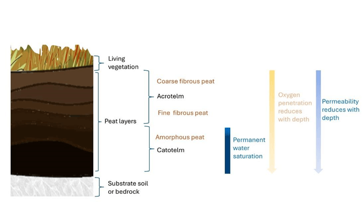 The structure of peat